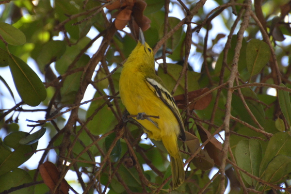 Common Iora