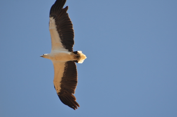 White-bellied Sea Eagle