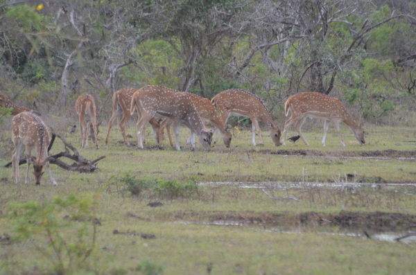 Spotted Deer