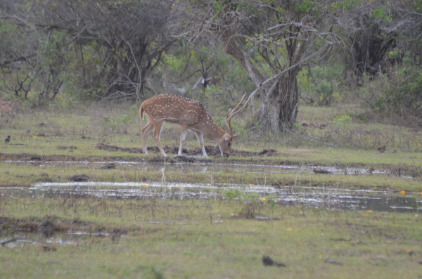 Spotted Deer