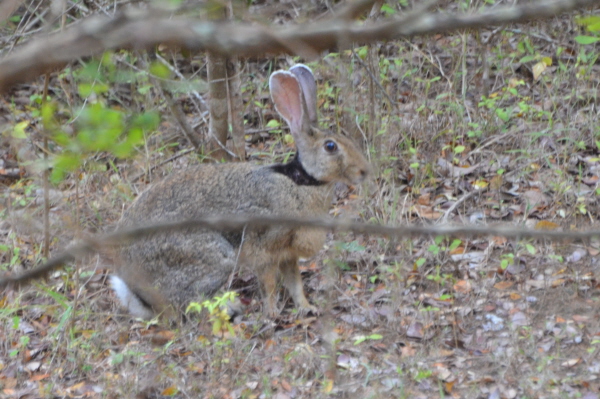 Black-naped Hare (or Indian Hare)