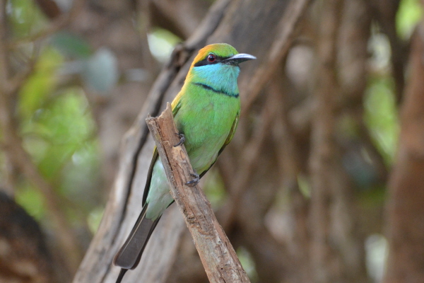 Little Green Bee-eater