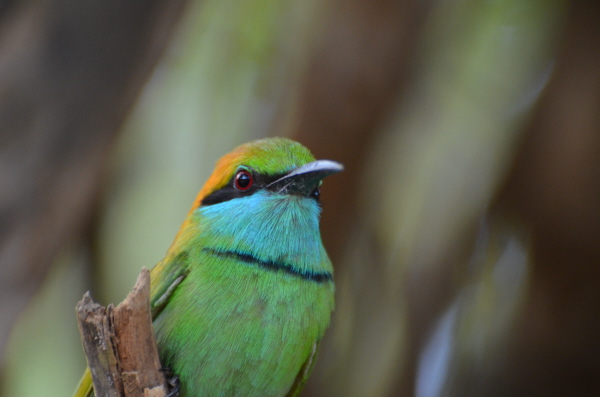 Little Green Bee-eater