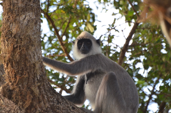 Grey Langur