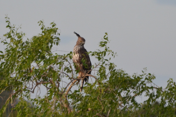 Changeable Hawk-Eagle