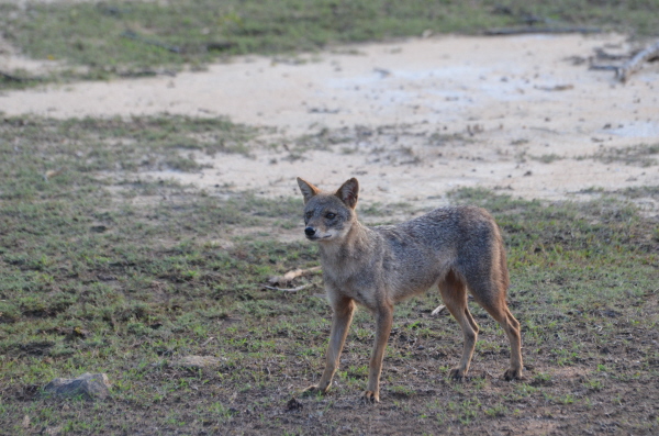 Golden Jackal