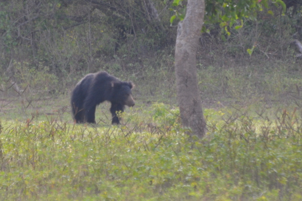 Sloth Bear