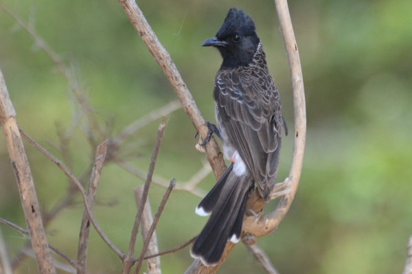 Red-vented Bulbul