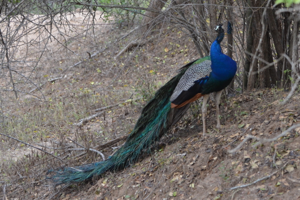 Indian Peacock