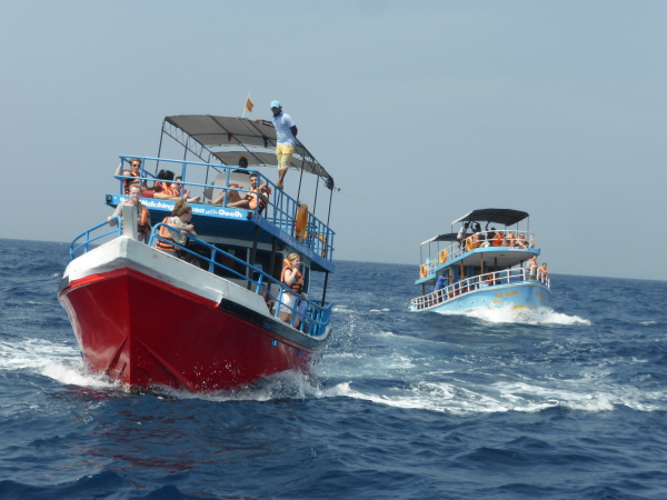 Other whale-watching boats