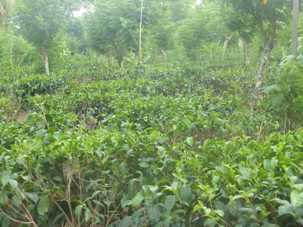 The tea plantation