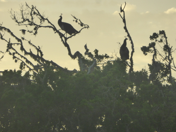 Peacocks at dawn!