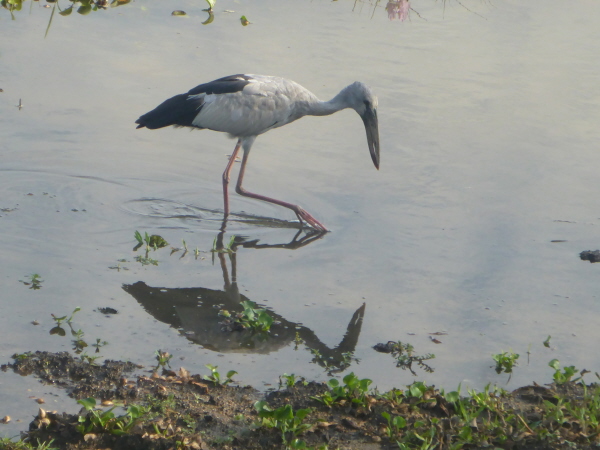 Asian Openbill