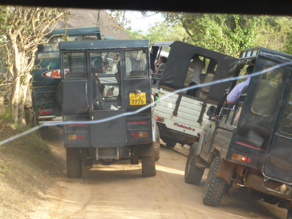 Jeeps in Yala!