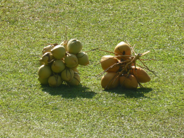Freshly harvested coconuts