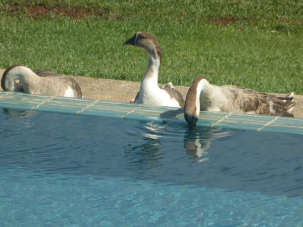 The geese enjoy it too!