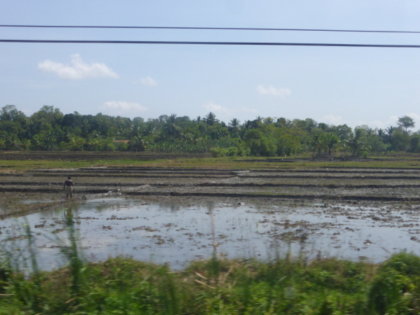 Paddyfields